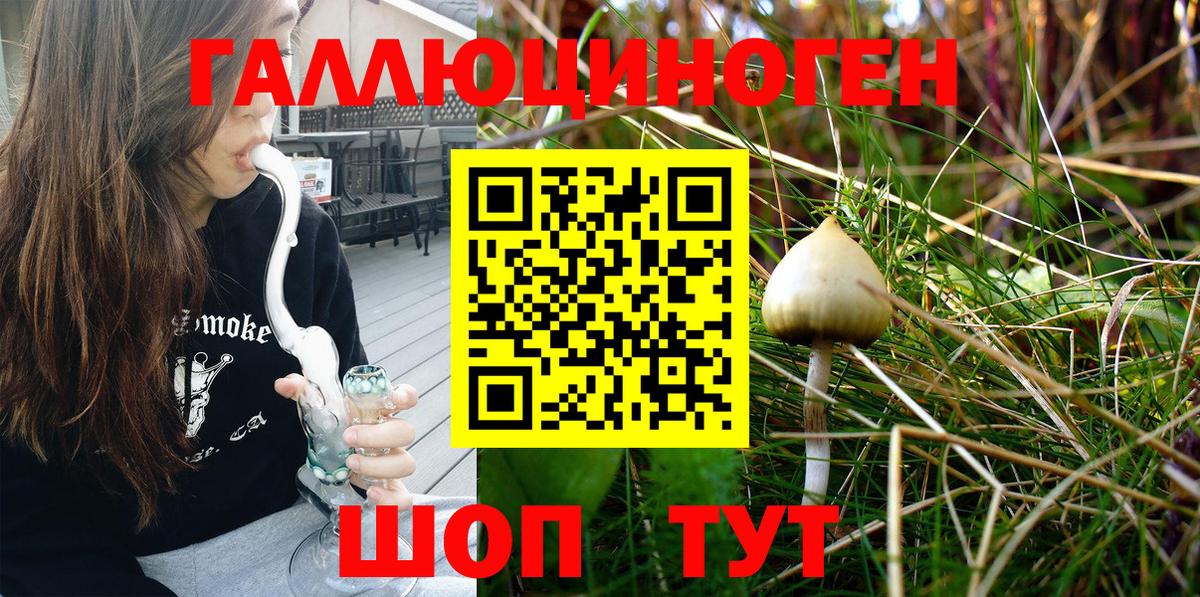 Урус-Мартан  Псилоцибиновые грибы Cubensis  Вход с VPN  Псилоцибиновые грибы Psilocybe 